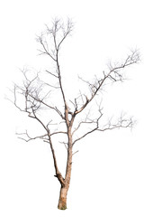 Fototapeta na wymiar Single old and dead tree on white background