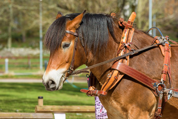 Fototapeta premium Portrait of lovely brown workhorse with harness