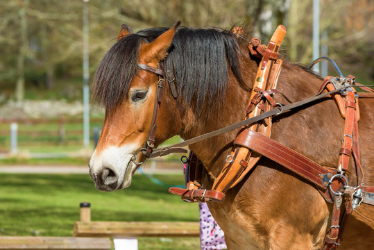 Portrait of lovely brown workhorse with harness