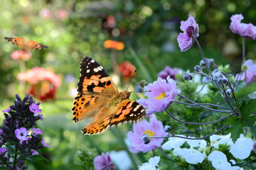 Schmetterling 219