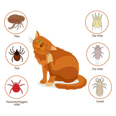 Cat Parasites. What To Know About Feline Parasites. Pet Skin And Fur Parasites Vector. Flea, Tick, Ear Mite, Fur Mite, Harvest Mite, Louse. Veterinary Medicine Vector.