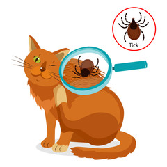 Cat Parasites. What To Know About Feline Parasites. Tick On Cat In The Fur As A Close Up Magnification Vector. Spread Of Infection. Veterinary Medicine Vector.