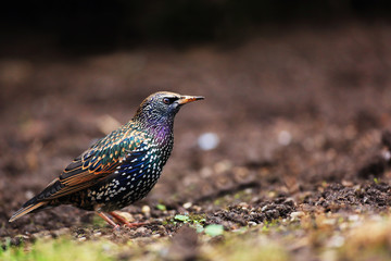 Starling on the garden on spring
