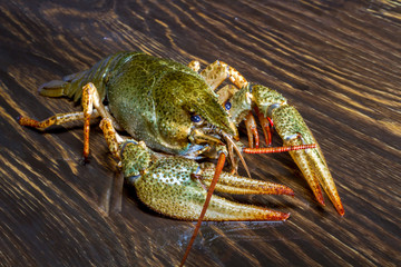 Live crawfish on a wooden board