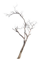 Single old and dead tree on white background