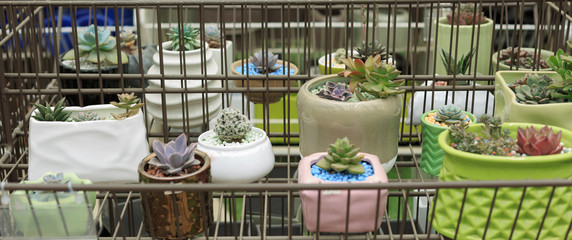 All kinds of potted succulents