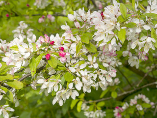 Blossom