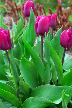 Burgundy tulips as the background image