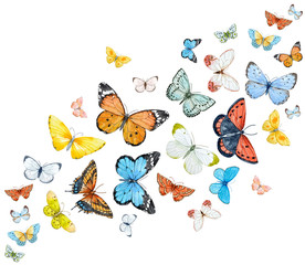 Watercolor butterflies set