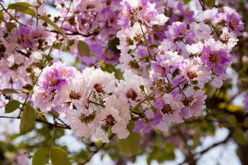 Lagerstroemia macrocarpa Wall Flower,Lythraceae,Queen's flower.