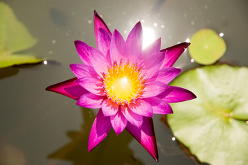 Purple lotus