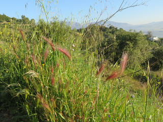 Wild barley and oats