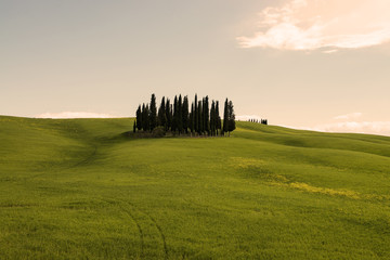 Fototapeta premium paesaggio toscano