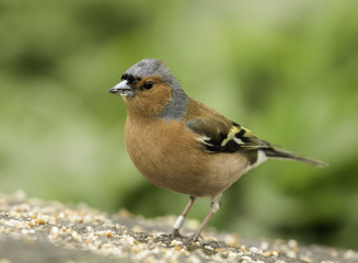 male Chaffinch feeding in the UK