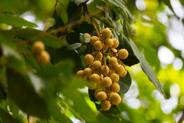 Nephelium hypoleucum Kurz