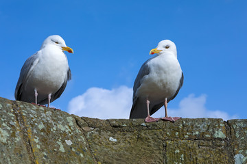 Fototapeta premium Seagulls sitting on the tower of an ancient castle