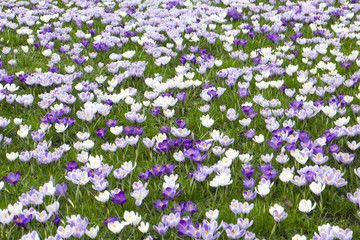 Obraz premium Crocuses in a field