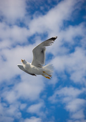 Beautiful Seagull flying