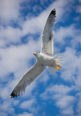 Naklejka na ściany i meble Beautiful Seagull flying