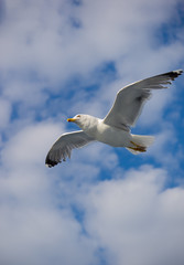 Beautiful Seagull flying