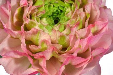 Ranunculus close up