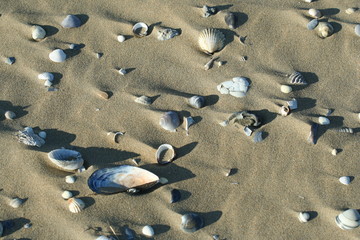 Shells