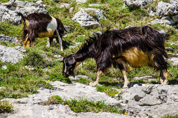 Capre di montagna