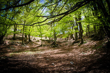 Obraz premium Alberi di montagna