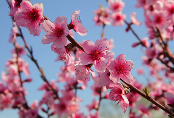 Closeup of beautiful blooming peach tree