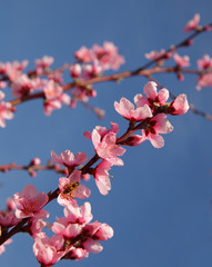 Closeup of beautiful blooming peach