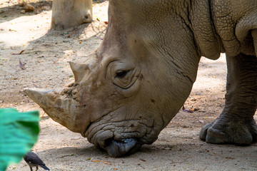 Obraz premium Close Up of Rhinoceros Head