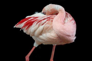 Obraz premium Den Kopf ins Gefieder stecken