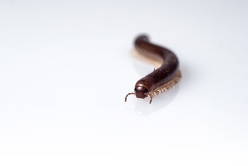 Milliped isolated on white background
