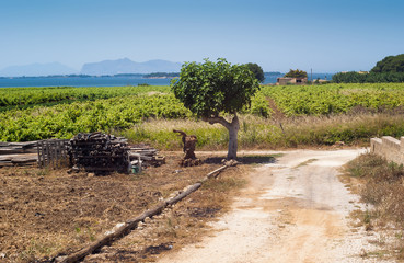 Fototapeta na wymiar Beautiful sicilian field landscape