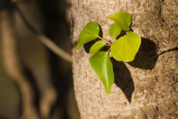 ivy on tree bark
