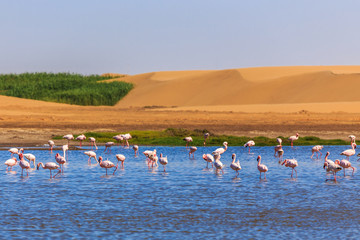 Flock of pink flamingo marching along the dune in Kalahari Desert, Namibia - obrazy, fototapety, plakaty
