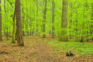 Las o świcie w lekkiej mgiełce. © W Korczewski