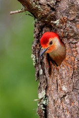 Red-bellied Woodpecker at His Nest