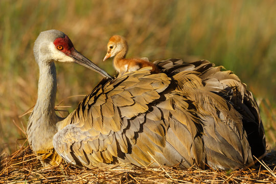 A Sandhill Chick's Favorite Place