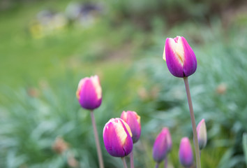 Colorful flowers blooming in spring season