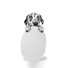 Dalmatian dog pooping into toilet bowl - obrazy, fototapety, plakaty