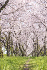 桜並木
