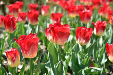 Tulipes rouge et rose au jardin au printemps
