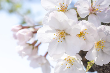 桜の花