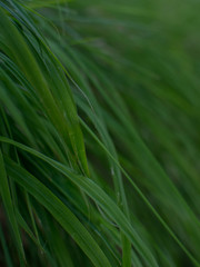 Grashalme, Wiese, Rasen als Hintergrund