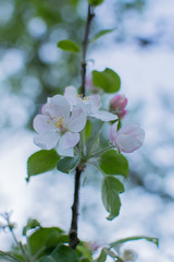 Weiss / Rosane Kirschblüten im Frühling im Garten