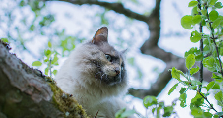 Schöne alte Katze mit blauen Augen spielt im Garten im Frühjahr