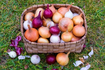 Fresh onions in basket on grass, harvest. White, red onion background. Free space for text.