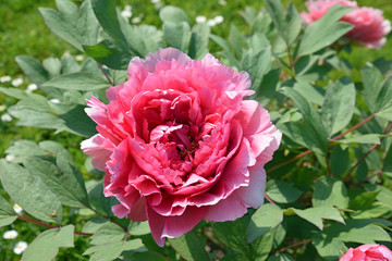 Obraz premium Pivoine rose au pritemps au jardin
