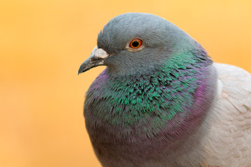 Portrait of a wild dove with beautiful feathers